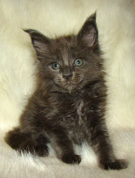     Catsvill County!   !    !       !!!    Catsvill County +7-926-544-74-09     .   ,   ,   ,    ,   ,  ,     ,   -,    ,   !